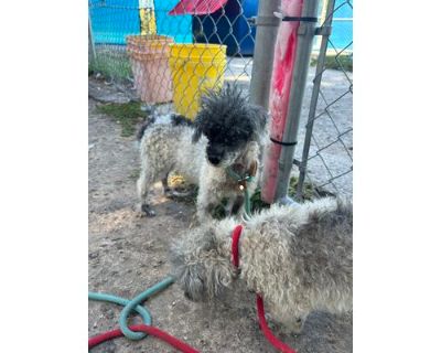 Max - Poodle (Toy or Tea Cup) Male Dog for Adoption