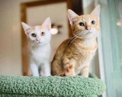 Meet Kai & Koi The Perfect Pair of Sibling Sweethearts! Kai and Koi are an adorable bonded duo who balance each other perfectly and bring double the love, double the fun, and double the purrs. Koi is the thoughtful one smart, inquisitive, playful, and incredibly cuddly. She s also absolutely stunning: a mostly white beauty with a ginger tabby tail and ears, and the most striking orange eyes you...