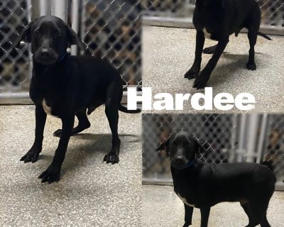 Meet Hardee! He is as born 3/21/25 and is a small lab mix. He is still learning how to walk on a leash but this litter is extremely smart and catching on quickly. He is neutered, dewormed, vaccinated, current flea/tick/heartworm prevention and microchipped. If interested, please complete an application found on website. Phelpscountyanimalrescue.net or the following link. https://docs.google.com...