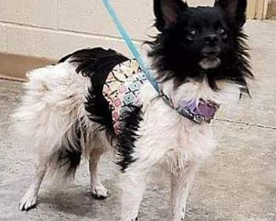 Nugget - Pomeranian Male Dog for Adoption