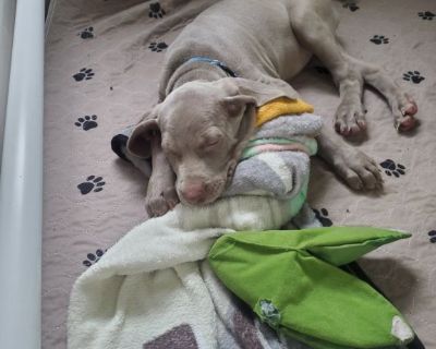 Weimaraner Puppies