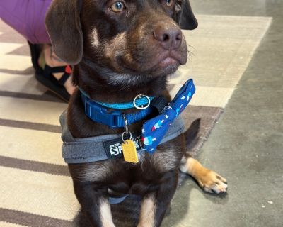 Koda Bear - Dachshund & Rottweiler Mix Male Puppy for Adoption