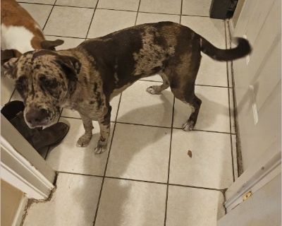 Trixie is a female Catahoula mix who's approximate age is unknown we got her a year and a half ago when she was probably 8 to 12 weeks old. She is a Catahoula through and through very smart loveable playful and energetic. We are having a hard time keeping her entertained and giving her the space and time needed for her breed. I work nights and my husband days so she is left kenneled alot and I ...