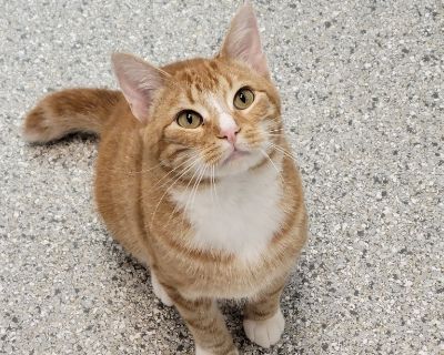 Tango - Domestic Short Hair Mix Male Cat for Adoption