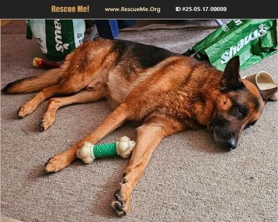 Gabe - Male Adult German Shepherd for Adoption