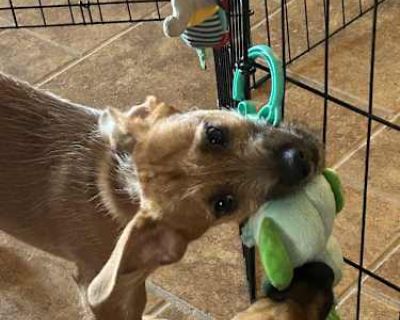 Chevy - Jack Russell Terrier/Pug Mix Male Puppy for Adoption