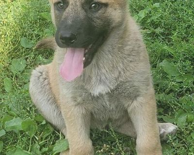 One male left German shepherd puppy 9 weeks old ready for his forever home