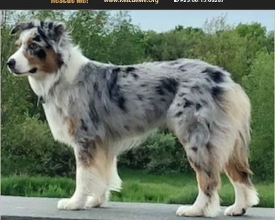 Dash & Miller - Female Adult Australian Shepherd for Adoption