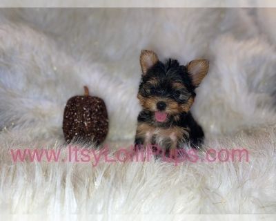 Teacup Yorkies - Yorkshire Terrier Female Puppy for Sale