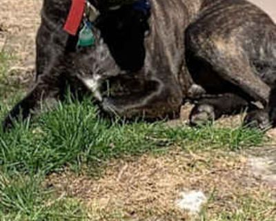Thor - Mutt Male Dog for Adoption