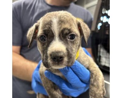 Blu - Boxer/Terrier (Unknown Type, Medium) Mix Male Puppy for Adoption