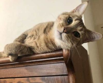 Ember - Domestic Shorthair Female Cat for Adoption