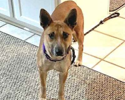 Kate - Cattle Dog/Mixed Breed (Medium) Mix Female Dog for Adoption