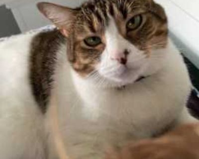 Chloe - Domestic Mediumhair Female Cat for Adoption