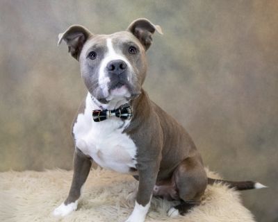 Mickey - Staffordshire Bull Terrier Mix Male Dog for Adoption