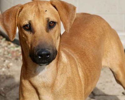 Alex - Doberman Pinscher Male Puppy for Adoption