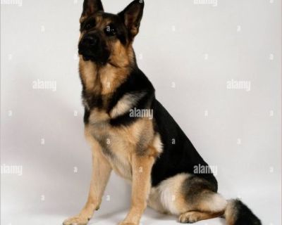 Twix - Male Puppy German Shepherd for Adoption