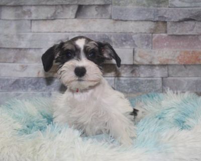 Schnauzer Olla Louisiana Classifieds Claz