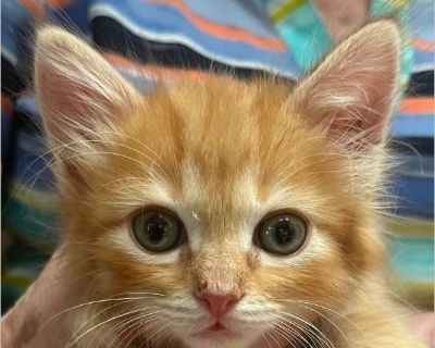 Mayor McCheese - Domestic Cat / American Shorthair Male Kitten