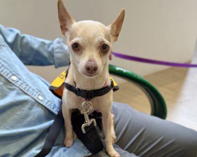 Age: 6 years Size: 10 lbs Good with: kids, cats, dogs She's a Halloween rescue, and Redrum's story is definitely scary! She was abandoned in the middle of the woods in rural Tennessee still wearing a collar. Luckily someone found her before she fell prey to woodland predators. Having survived her horror story, Redrum is now looking for one final act in a happily ever after fairytale. She's an a...