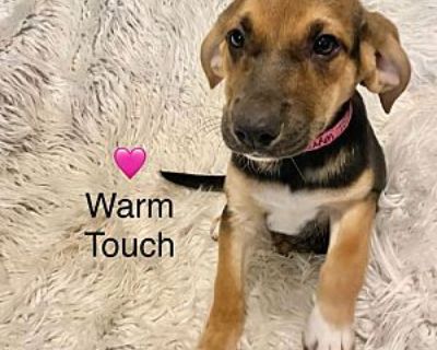 Warm Touch - Dachshund/Hound (Unknown Type) Mix Female Puppy for Adoption