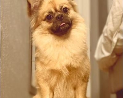Ted - Male Puppy Pug / Pomeranian for Adoption