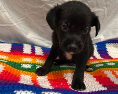 Sunshine - Labrador Retriever Male Puppy for Adoption