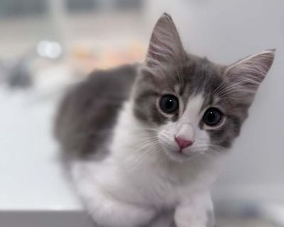 Lola - Domestic Mediumhair Female Kitten for Adoption