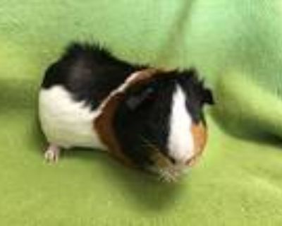 Thorpe, Guinea Pig For Adoption In Imperial Beach, California