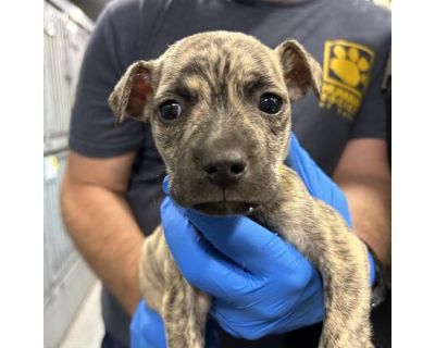 Benny - Boxer/Terrier (Unknown Type, Medium) Mix Male Puppy for Adoption