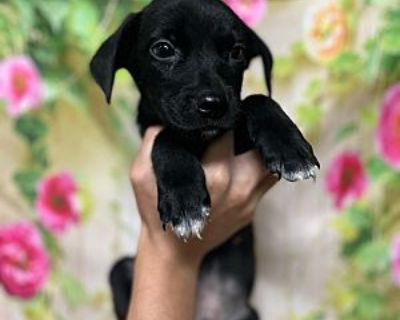 Dre - Border Collie Male Puppy for Adoption