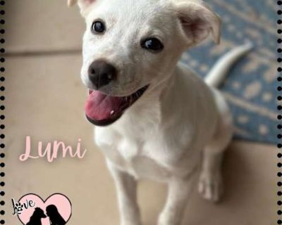 Lumi - Labrador Retriever Female Puppy for Adoption