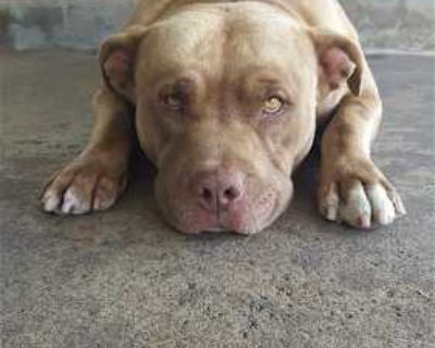 Mason - Terrier (Unknown Type, Medium)/Pit Bull Terrier Mix Male Dog for Adoption