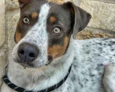 Banjo - German Shorthaired Pointer/Doberman Pinscher Mix Male Dog for Adoption