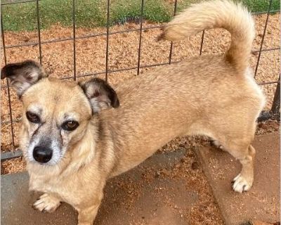 Stella - Female Puppy Chihuahua mix for Adoption