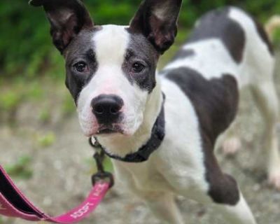 Maddie Kim - American Pit Bull Terrier/Mixed Breed (Medium) Mix Female Dog for Adoption