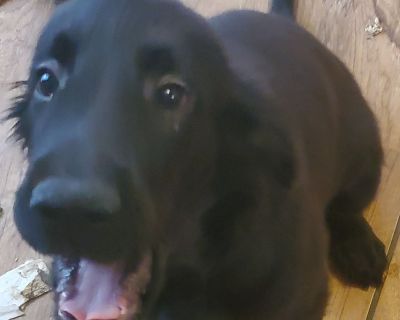 2 Female Flat-Coated Retriever Puppies for Sale