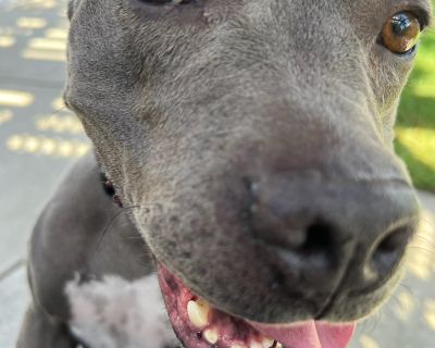 Meet Dior! Dior is a 3-year-old, 50-pound bundle of love who is as sweet as they come. When she first arrived, she was a little unsure about walks, but once she warmed up, she showed just how easy and enjoyable she is to handle. Smart and eager, she learns quickly and responds beautifully to guidance. Dior gets excited for attention and may jump up, but she s so easy to redirect. In fact, she o...