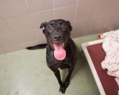 Silly Sally - Labrador Retriever Mix Female Dog for Adoption