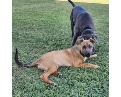 Warren Litter 2 of 5 - Tessa - German Shepherd Dog Female Puppy for Adoption