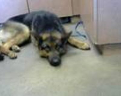 Adopt A833686 a German Shepherd Dog