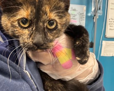 Health Vaccinations up to date.. Young Female Small Tortoiseshell