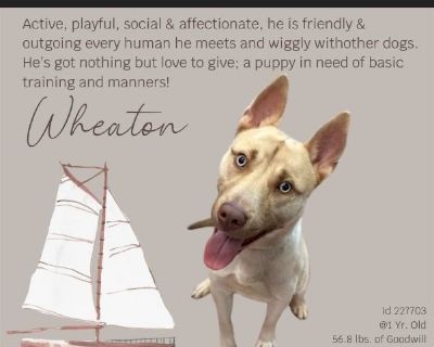 WHEATON - Male Puppy Australian Shepherd mix for Adoption