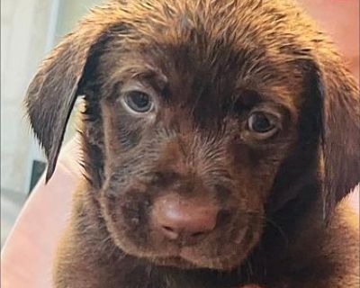 Henry - Labrador Retriever Male Puppy for Adoption