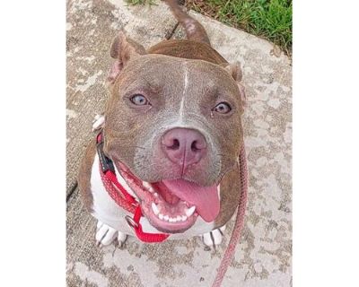 PECAN - American Pit Bull Terrier Female Dog for Adoption