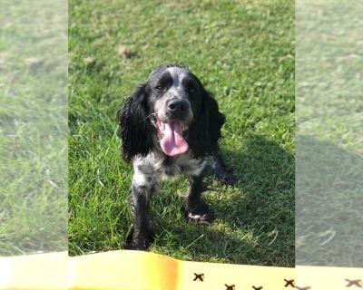 Boss man - English Springer Spaniel Male Adult Dog for Adoption