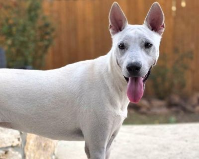 ***Please note, once completing the initial screen you will be connected with the placement for a video chat. Transports run every few weeks and we will have the dog on the next available transport once approved. If you are not able to accept a dog until a specific time period, please apply at that time*** We are a volunteer run rescue and donate our time to these dogs. IF you are not serious a...