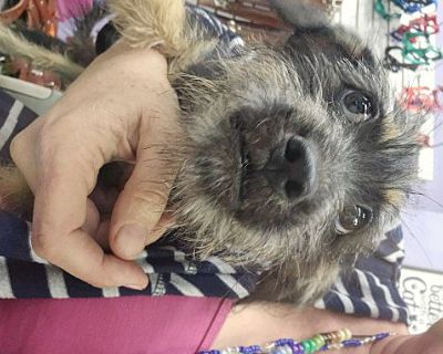 Mona - Miniature Schnauzer/Border Terrier Mix Female Puppy for Adoption