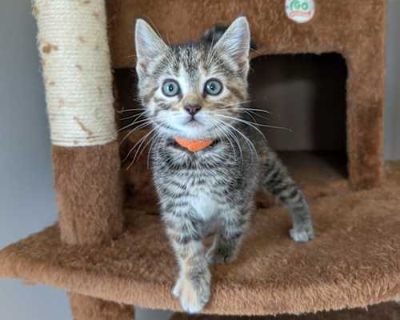 Citrine - Domestic Shorthair Female Cat for Adoption