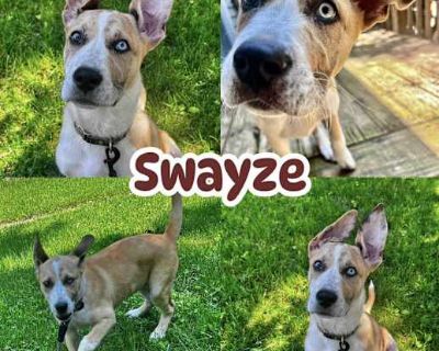 Swayze - Catahoula Leopard Dog/Labrador Retriever Mix Male Puppy for Adoption